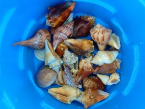inside blue shell bucket