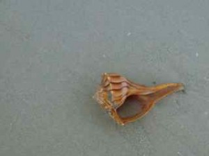 lightning whelk corner