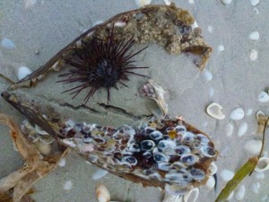 long spined sea urchin in pen shell