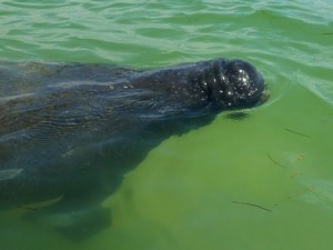 manatee honeymoon island florida manatee honeymoon island florida