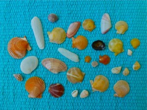 miniature Florida west coast seashells miniature Florida west coast seashells