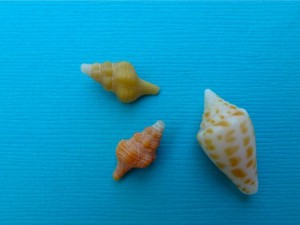 miniature horse conch cone miniature horse conch cone