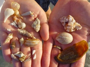 miniature shells and operculum