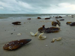 pen shells dosinias sanibel