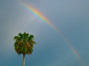 rainbow palm tree rainbow palm tree