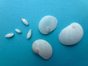 rice olives babys ears seashells rice olives babys ears seashells
