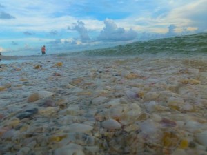 sanibel seashells in surf bp sanibel seashells in surf bp