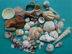seashells from Rocky Point Puerto Penasco