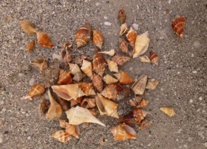 seashells on the beach