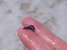 sharks tooth bonita sharks tooth bonita