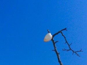 shell in the tree shell in the tree