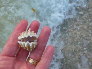 spiny jewel box hand spiny jewel box hand