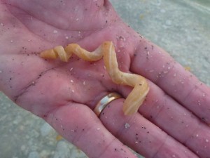 womr shell hand bp womr shell hand bp