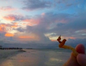 worm shell sunset