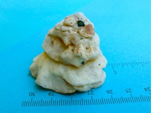 2 inch carrier shell sanibel