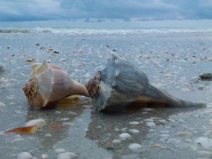 2 lightning whelks 2 lightning whelks