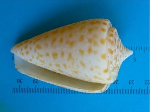 3 inch cone aperture 3 inch cone aperture