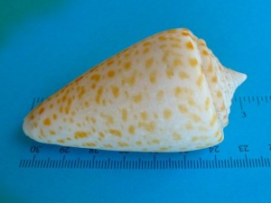 3 inch cone shell 3 inch cone shell