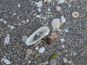 Angel wing while beachcombing Angel wing while beachcombing