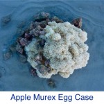 Apple Murex Egg Case ID Apple Murex Egg Case ID