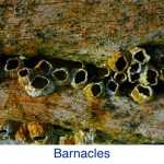Barnacle ID Barnacle ID