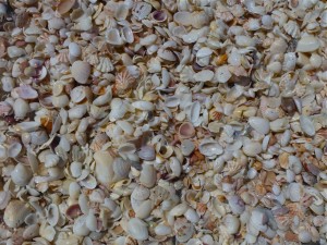 Bivalve cyber shelling