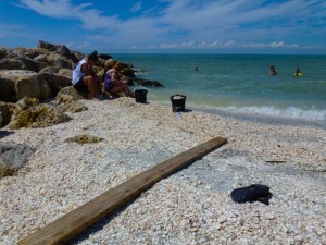 Blind Pass with shells board