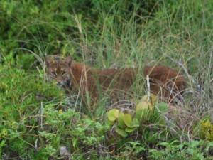 Bobcat on Sanibel Bobcat on Sanibel