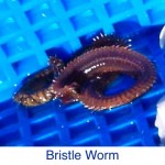 Bristle Worm Sea Life ID Bristle Worm Sea Life ID