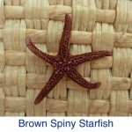 Brown Spiny Starfish Brown Spiny Starfish