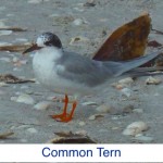 Common Tern ID Common Tern ID