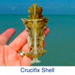 Crucifix Shell Crucifix Shell