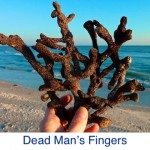 Dead Man's Fingers Dead Man's Fingers