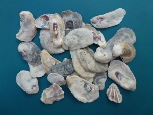 Eastern Oyster Shells Eastern Oyster Shells