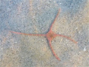 Four legged brittle star Four legged brittle star