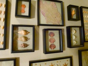 Framed seashell display dmm