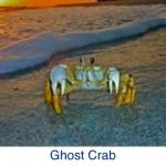 Ghost Crab Beach ID Ghost Crab Beach ID