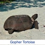 Gopher Tortoise ID Gopher Tortoise ID