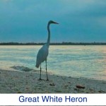 Great White Heron ID Great White Heron ID
