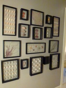 Hallway framed seashells dmm