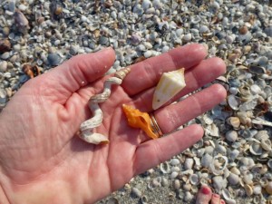 Handful of favorite shells Handful of favorite shells