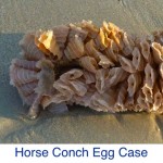 Horse Conch Egg Case ID Horse Conch Egg Case ID