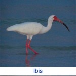 Ibis ID Ibis ID