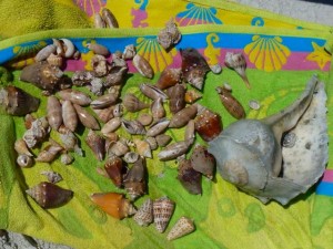 Jennifer's shells Jennifer's shells