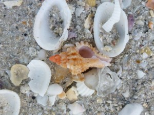 Lace Murex on Sanibel beach Lace Murex on Sanibel beach