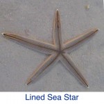 Lined Sea Star Starfish ID Lined Sea Star Starfish ID