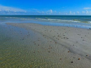 Live fighting conchs west gulf Live fighting conchs west gulf