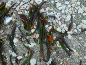 Mangrove seed pods in beach wash Mangrove seed pods in beach wash
