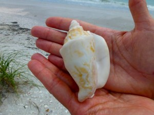 Milk Conch Aperture Milk Conch Aperture