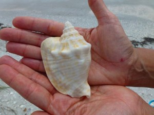 Milk Conch on Sanibel Milk Conch on Sanibel